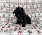Small #7 Shih-Poo