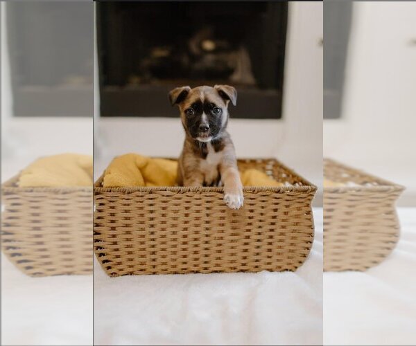 Medium Photo #14 Mutt Puppy For Sale in OKLAHOMA CITY, OK, USA