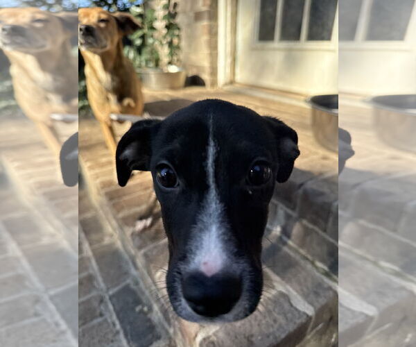 Medium Photo #1 Retriever -Unknown Mix Puppy For Sale in Woodbury, NY, USA