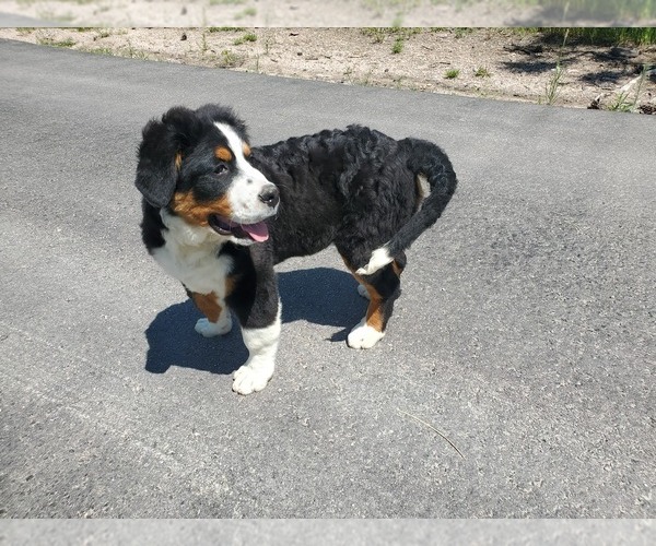 Medium Photo #2 Bernese Mountain Dog Puppy For Sale in PEYTON, CO, USA