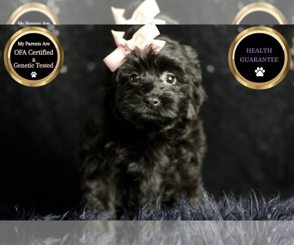 Medium Photo #22 Morkie Puppy For Sale in WARSAW, IN, USA