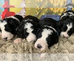 Small Photo #2 Bernedoodle Puppy For Sale in CONCORD, NC, USA