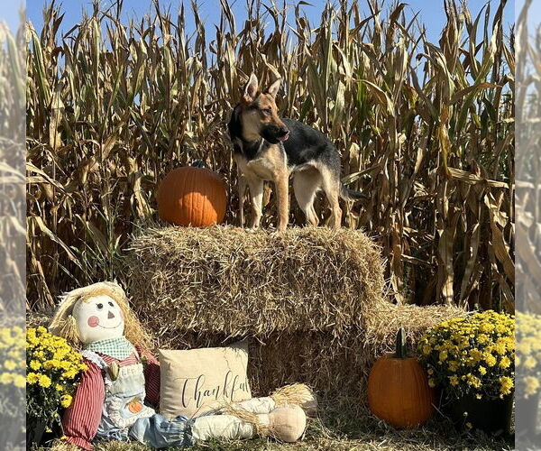 Medium Photo #2 Mutt Puppy For Sale in Evansville, IN, USA