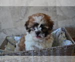 Small Photo #3 Shih Tzu-Zuchon Mix Puppy For Sale in GREENWOOD, WI, USA