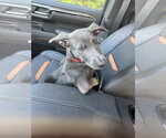 Small Photo #2 Labrador Retriever-Unknown Mix Puppy For Sale in Fort Worth, TX, USA