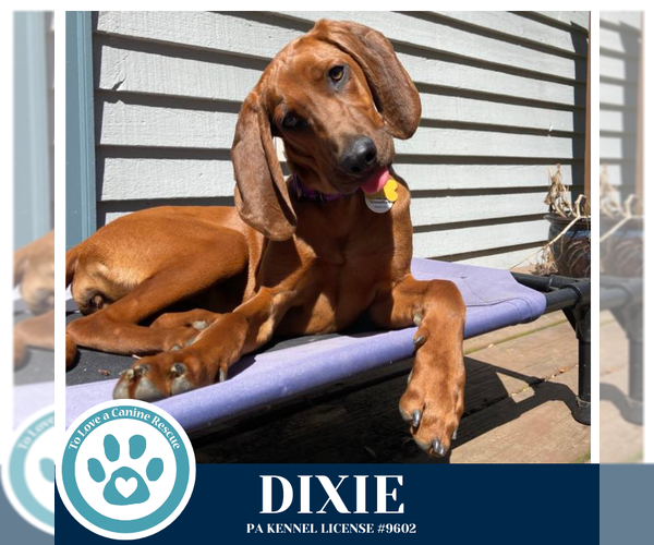 Medium Photo #1 Redbone Coonhound Puppy For Sale in Kimberton, PA, USA