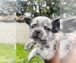 French Bulldog Puppy for sale in BEVERLY HILLS, CA, USA