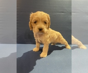 Cocker Spaniel Puppy for sale in BISHOP, GA, USA