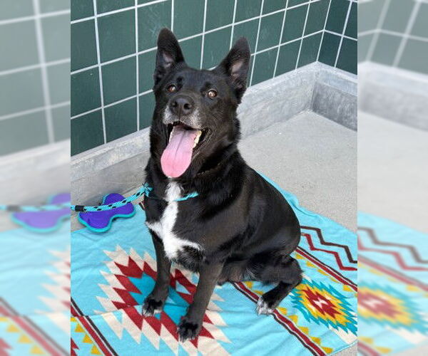 Medium Photo #1 German Shepherd Dog-Unknown Mix Puppy For Sale in Rancho Cucamonga, CA, USA