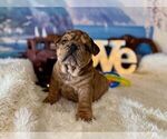 Small #3 English Bulldog