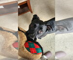 Small Photo #8 American Pit Bull Terrier-Labrador Retriever Mix Puppy For Sale in Holly Springs, NC, USA