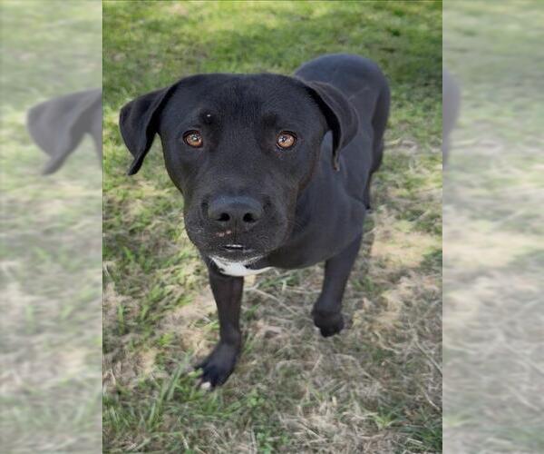 Medium Photo #2 Labrador Retriever-Unknown Mix Puppy For Sale in Conroe, TX, USA