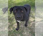Small #1 Labrador Retriever Mix
