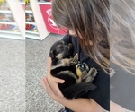 Small #6 German Shepherd Dog