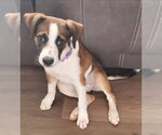 Small #4 Boxer Mix