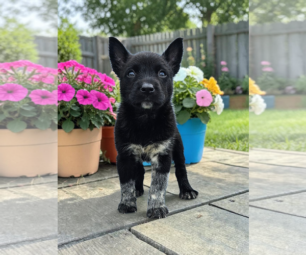 Medium Photo #7 Mutt Puppy For Sale in McKinney, TX, USA