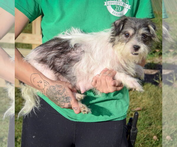 Medium Photo #2 Shih Tzu-Unknown Mix Puppy For Sale in Huntley, IL, USA