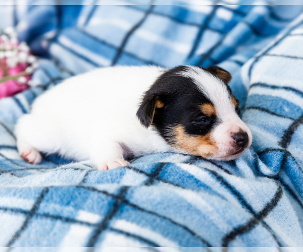 Medium Photo #26 Fox Terrier (Smooth)-Fox Terrier (Toy) Mix Puppy For Sale in WAKARUSA, IN, USA