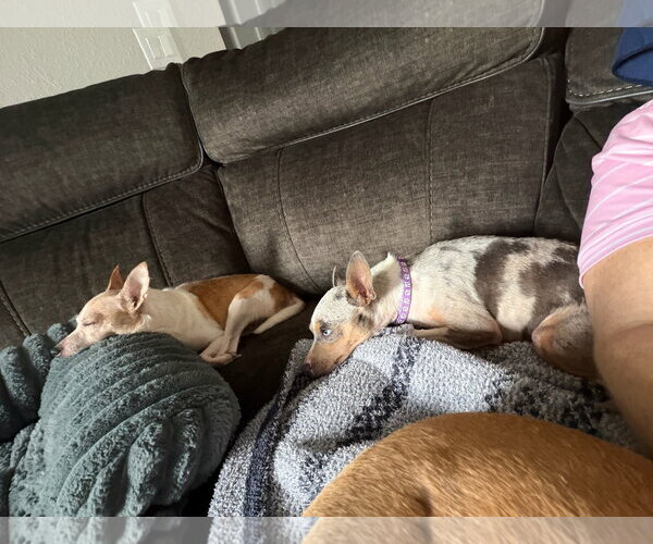 Medium Photo #6 Rat Terrier Puppy For Sale in Orlando, FL, USA