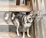 Small Photo #1 Pomsky-Shiba Inu Mix Puppy For Sale in NASHUA, NH, USA