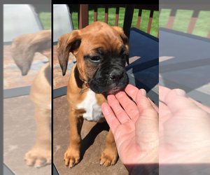 Boxer Puppy for Sale in APPLE CREEK, Ohio USA