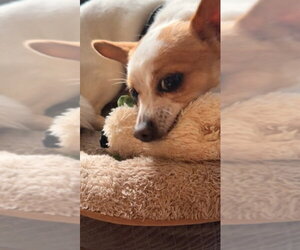 Rocky - Male Jack Chi Dog for Adoption - Photo #15