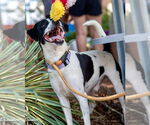 Small #20 Jack Russell Terrier Mix