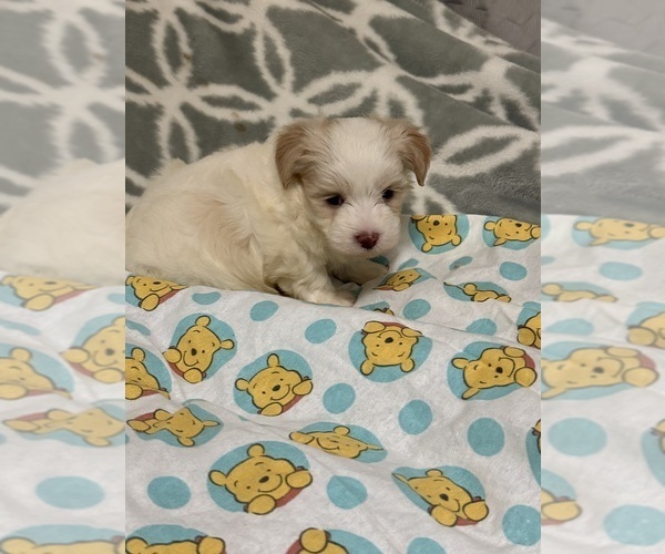 Medium Photo #1 Yorkipoo Puppy For Sale in BENSON, NC, USA
