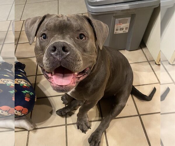 Medium Photo #1 American Pit Bull Terrier Puppy For Sale in Modesto, CA, USA