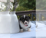 Small #19 Pembroke Welsh Corgi