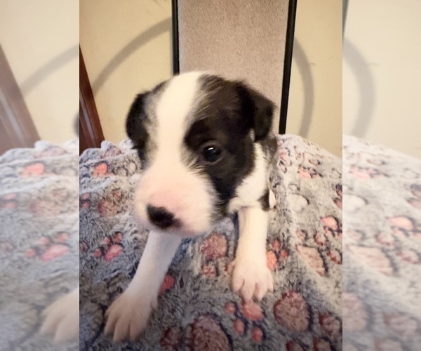 Medium Photo #4 Boston Terrier-Jack Russell Terrier Mix Puppy For Sale in LONDONDERRY, NH, USA