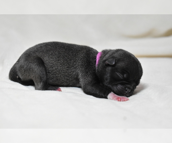 Medium Photo #4 Pug Puppy For Sale in PALM COAST, FL, USA
