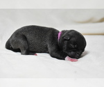 Small #3 Pug