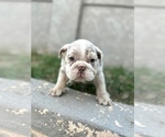 Small Photo #6 English Bulldog Puppy For Sale in SAN MARINO, CA, USA