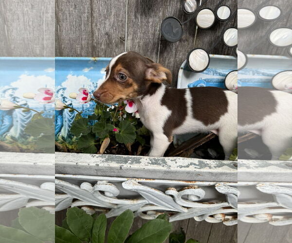 Medium Photo #3 Dachshund Puppy For Sale in Sioux Falls, SD, USA