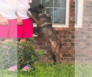 Maximus - Located in NM - Male Holland Shepherd Dog for Adoption - Photo #3