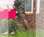 Small Photo #3 Holland Shepherd Puppy For Sale in Imlay City, MI, USA