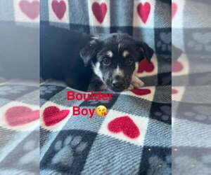 Alaskan Malamute Dogs for adoption in Aurora, IN, USA