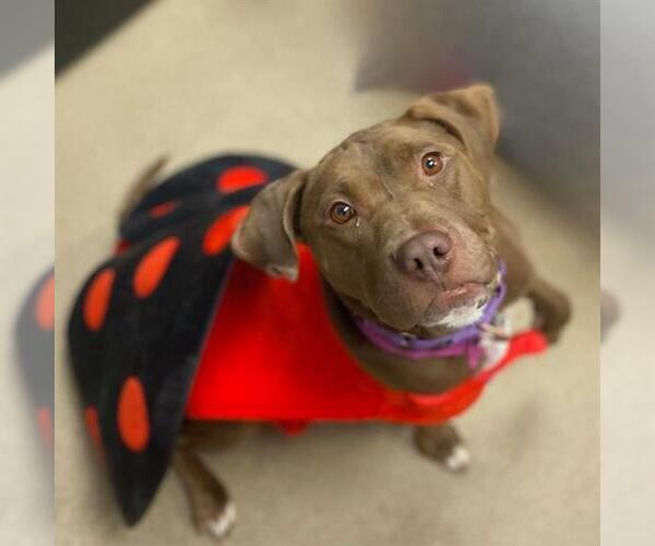 Medium Photo #4 American Pit Bull Terrier Puppy For Sale in Aurora, CO, USA