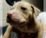 Small #10 American Bully