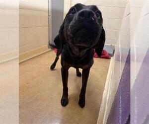 Labrador Retriever-Unknown Mix Dogs for adoption in Anchorage, AK, USA