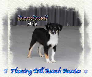 Miniature Australian Shepherd Puppy for sale in FORESTBURG, TX, USA