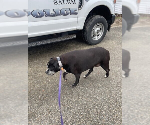 Medium Photo #5 Boxer Puppy For Sale in Stratham, NH, USA