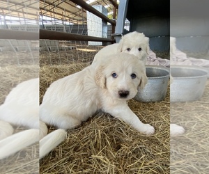 Great Pyrenees Puppy for sale in FRISCO, TX, USA