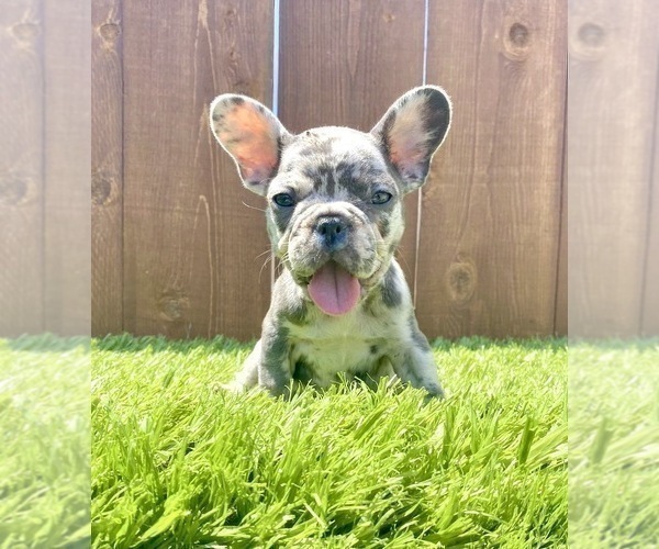 Medium Photo #41 French Bulldog Puppy For Sale in AUSTIN, TX, USA