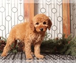 Small #3 Goldendoodle (Miniature)
