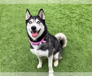 Siberian Husky Dogs for adoption in Orange, CA, USA