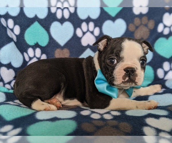 Medium Photo #4 Boston Terrier Puppy For Sale in EPHRATA, PA, USA