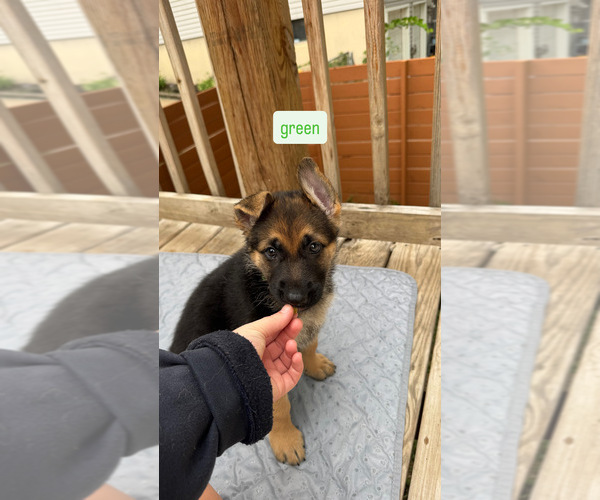Medium Photo #1 German Shepherd Dog Puppy For Sale in KANSAS CITY, MO, USA