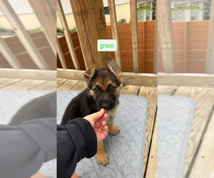 German Shepherd Dog Puppy for sale in KANSAS CITY, MO, USA